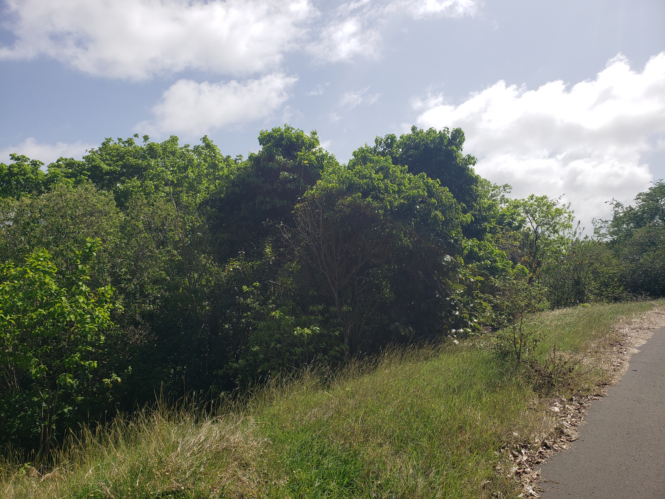 st lucia real estate Side By Side Lots at Ti Rocher, Micoud shrubs