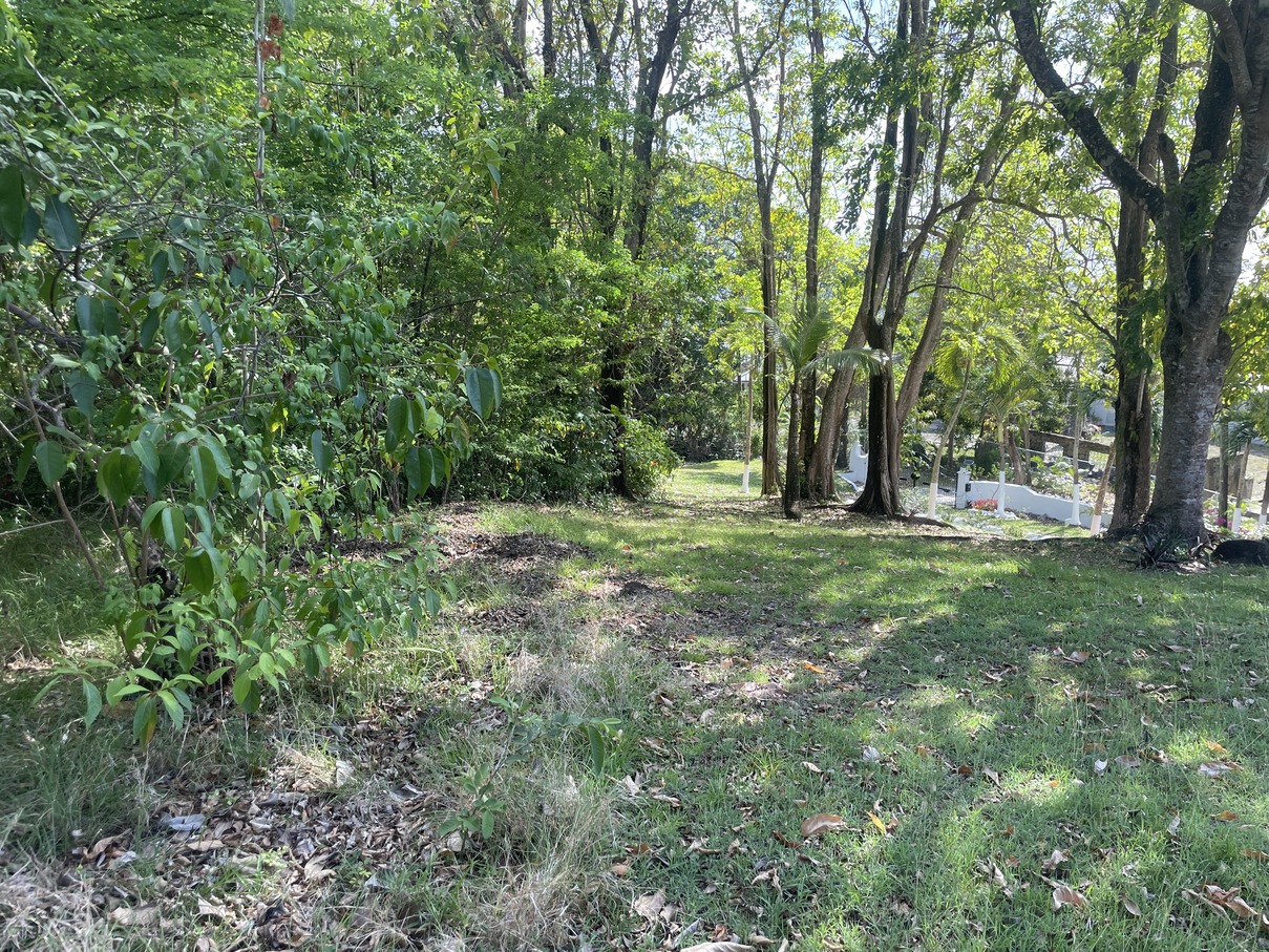 st lucia real estate Land At Bonnaire Marisule Gros Islet trees