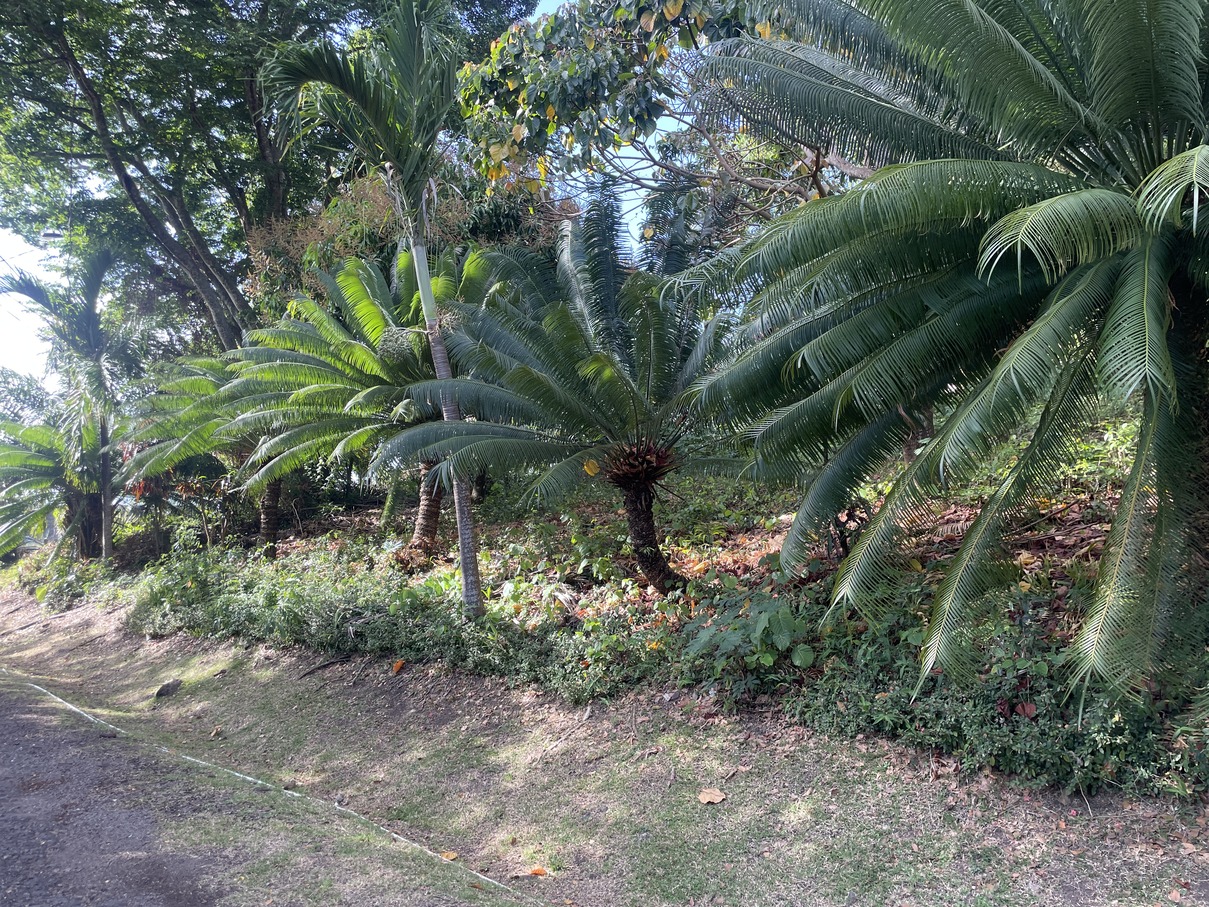 st lucia real estate Land At Bonnaire Marisule Gros Islet