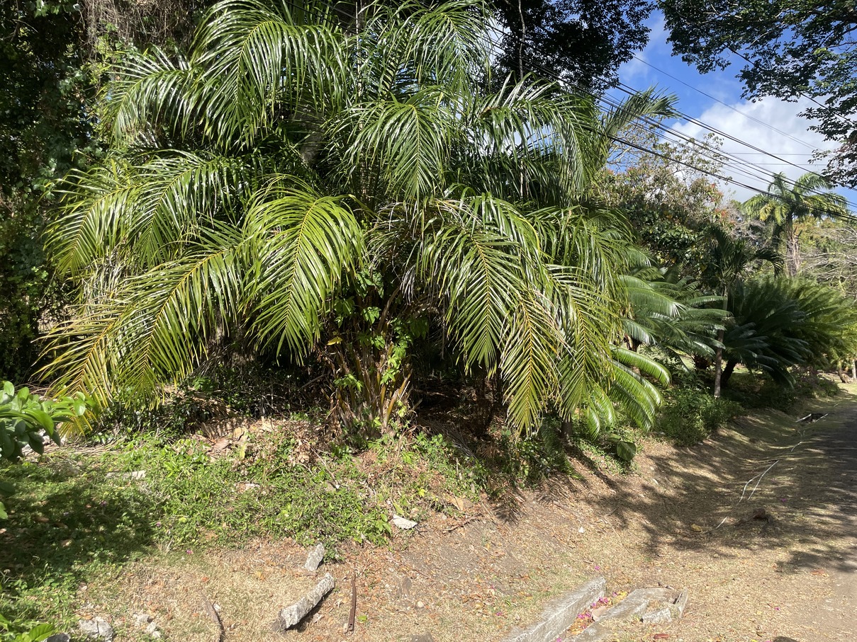 prime land for sale marisule