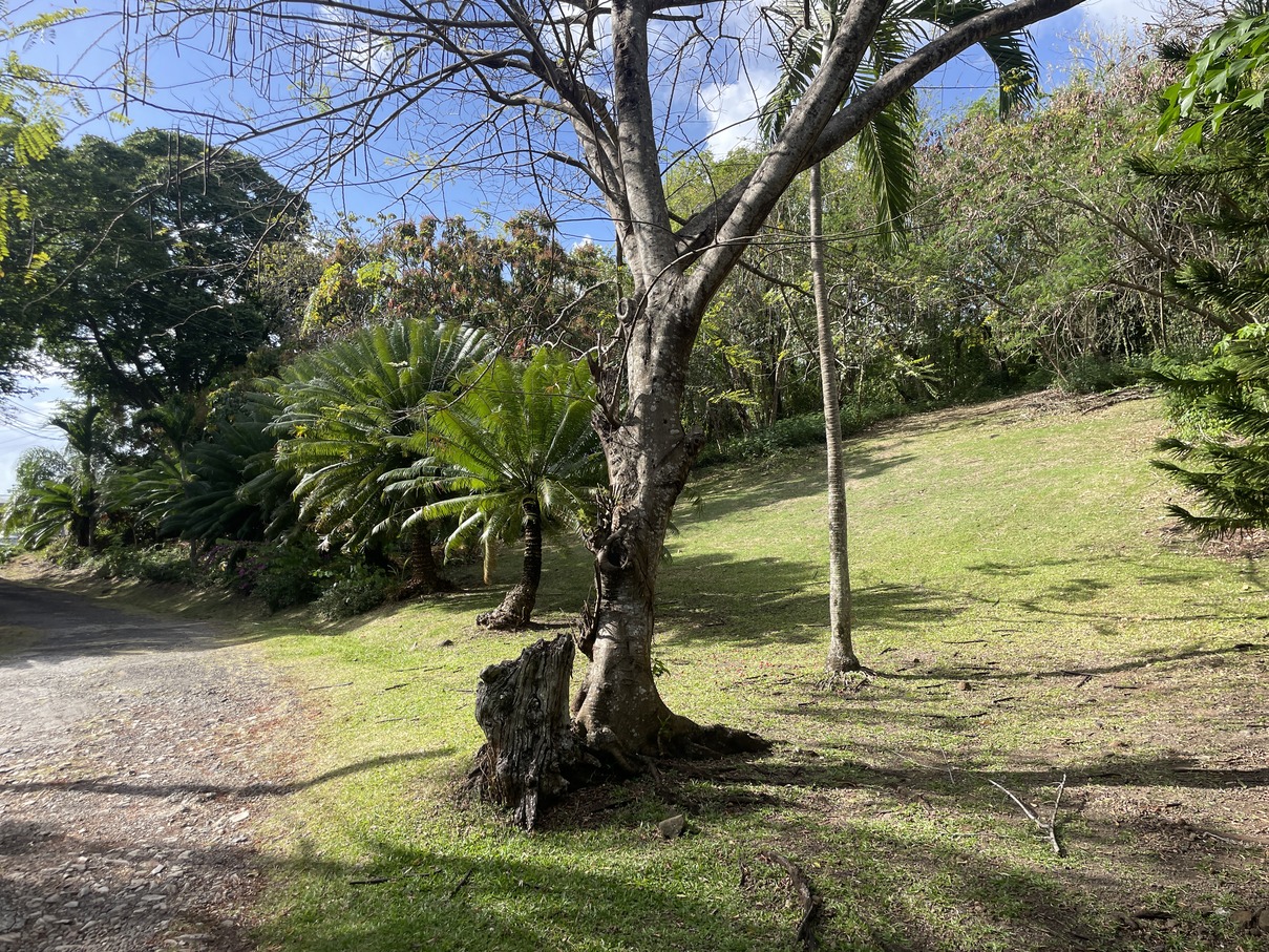 st lucia real estate Land At Bonnaire Marisule Gros Islet nice yard