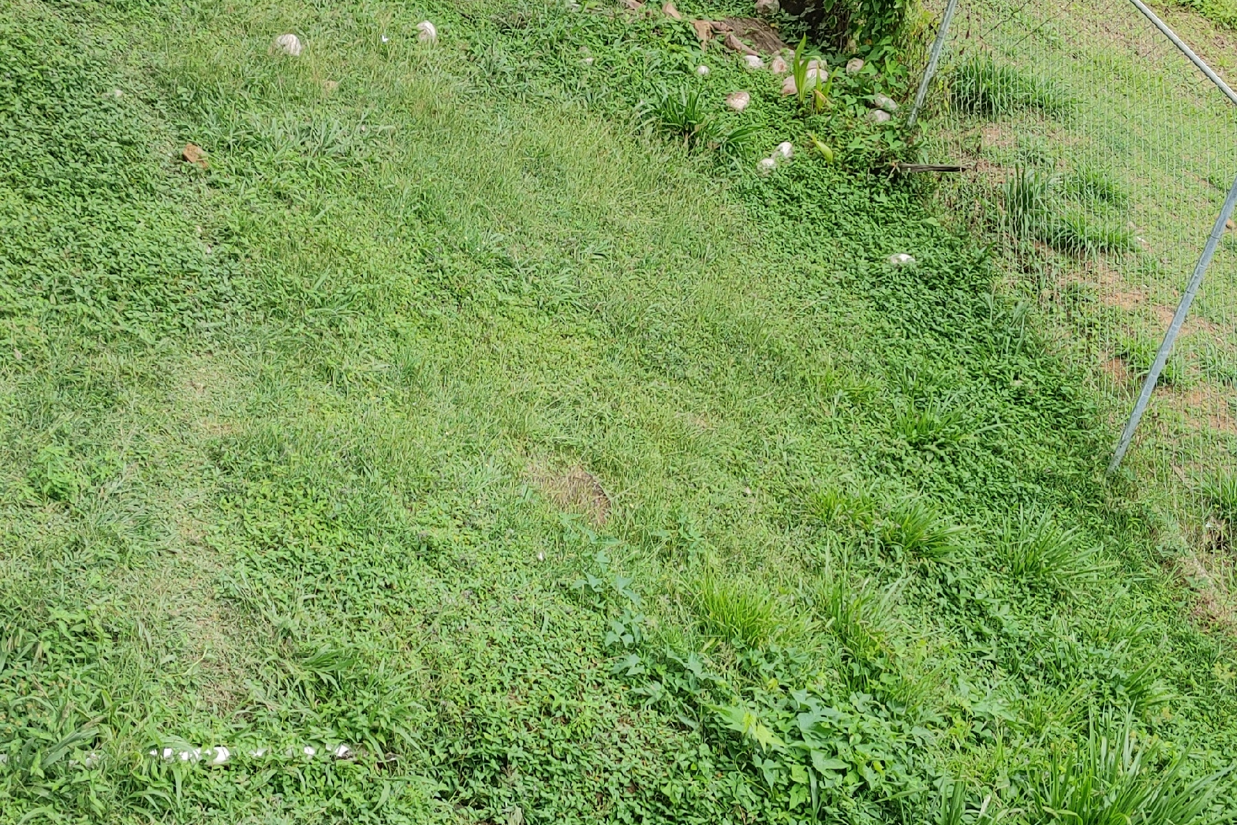 st lucia real estate 3 Bed Caribbean Home For Sale grasss