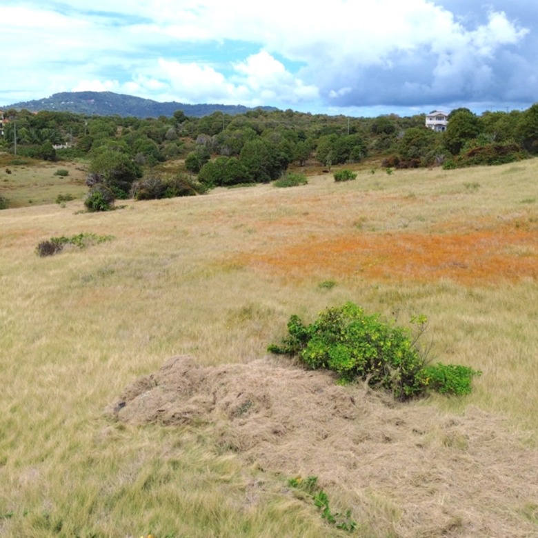 28 Acre St Lucia Beach Front Land For Sale gently slopes