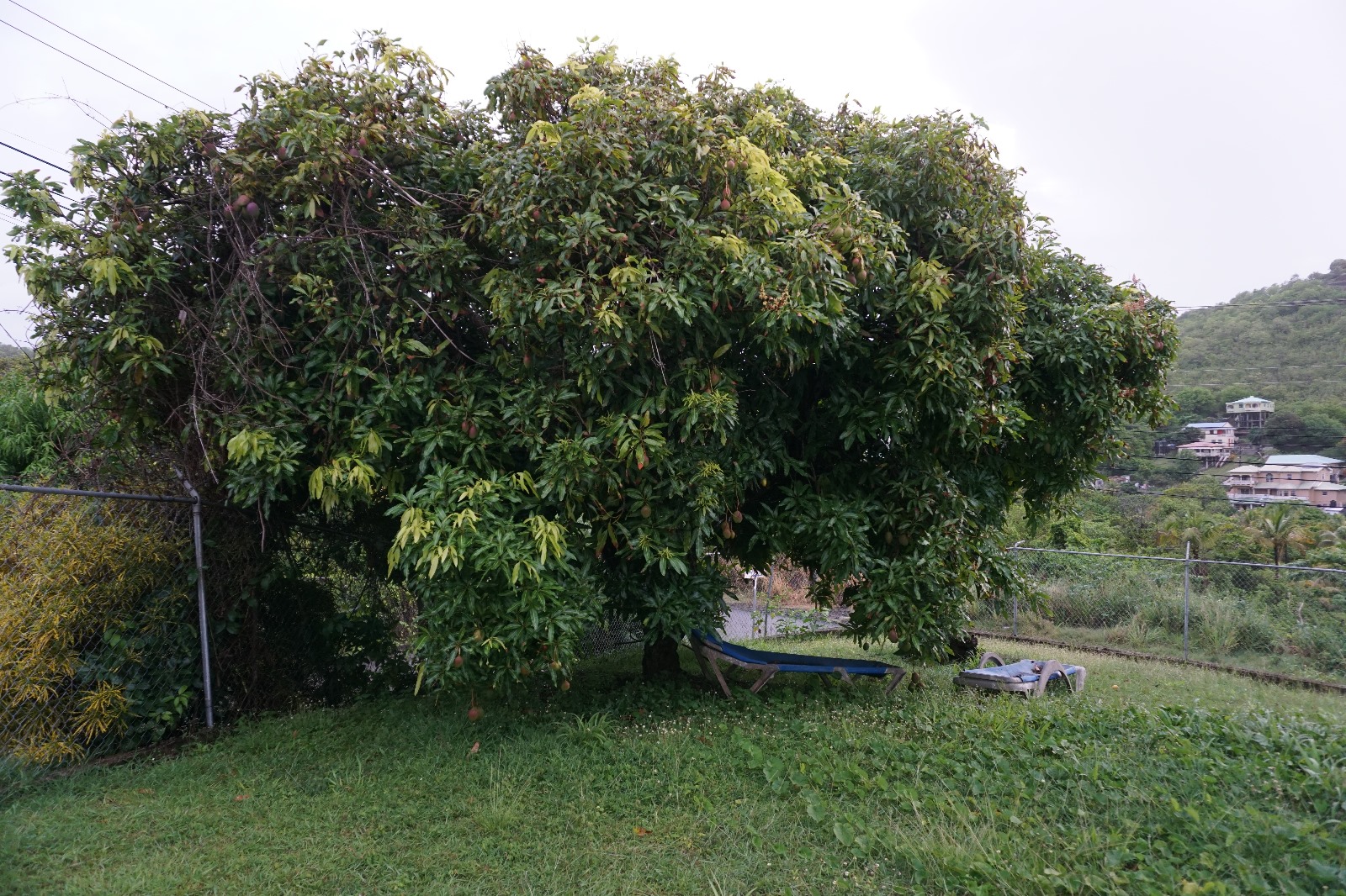 bonneterre fixer9 Beausejour st lucia house for sale mango tree