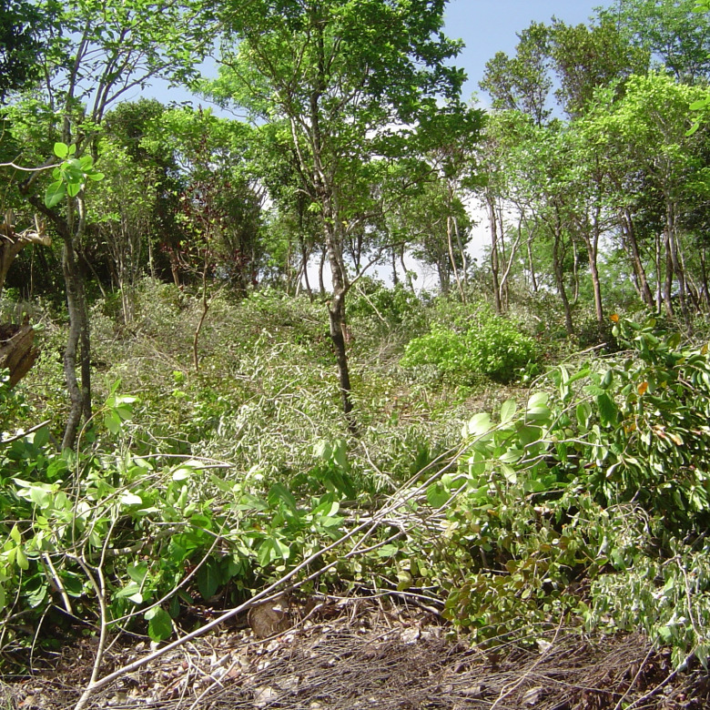 Land For Sale In Escap Micoud