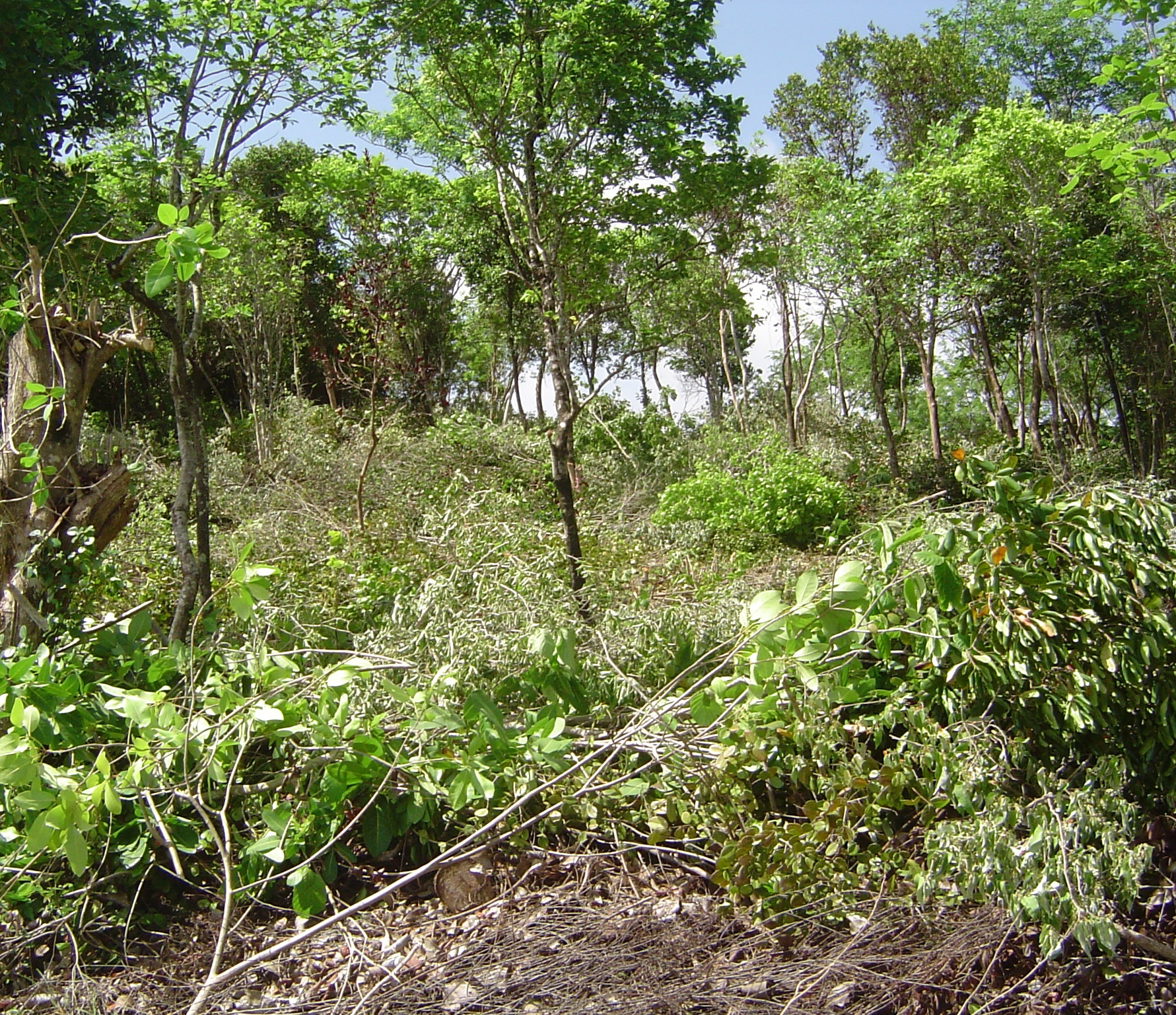 Land For Sale In Escap Micoud