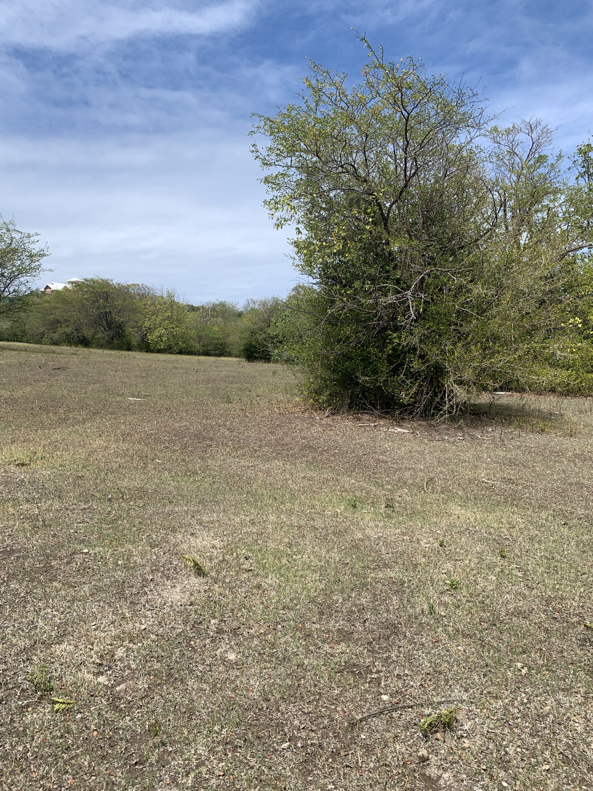 Land For Sale In Belle Vue