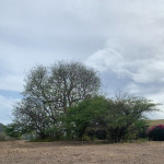 st lucia real estate Land For Sale In BElle Vue 11000 SF