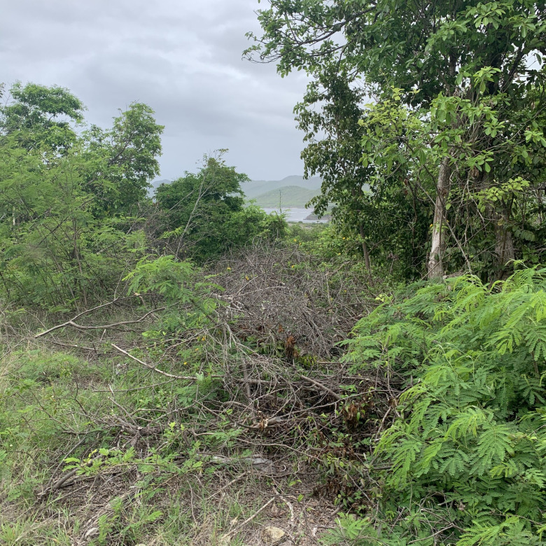 st lucia real estate Lot For Sale In Cap Estate shrubs