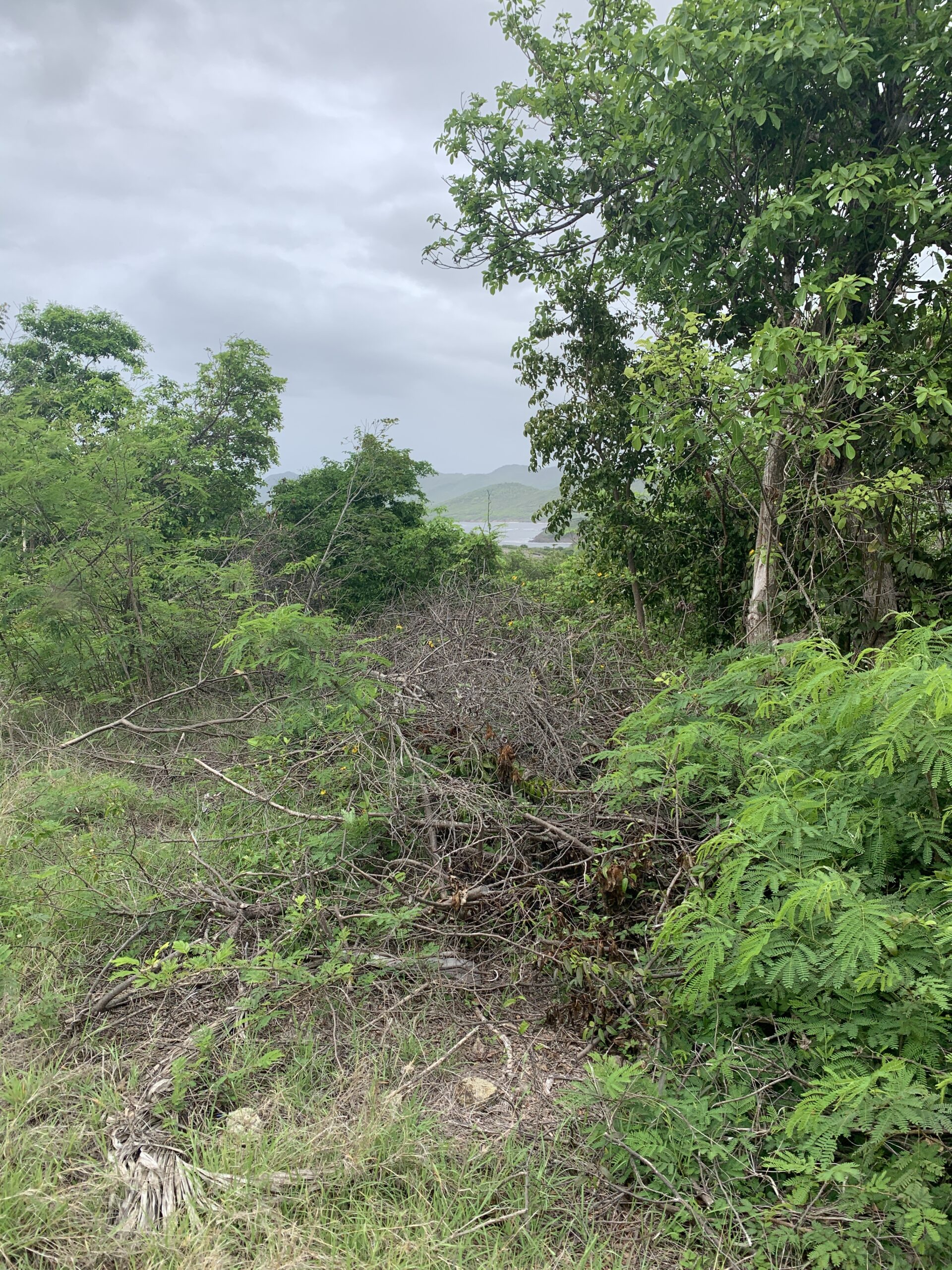 st lucia real estate Lot For Sale In Cap Estate shrubs