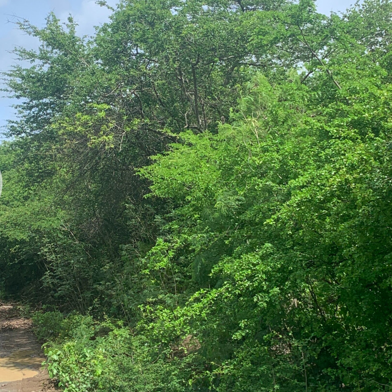 Land For Sale In Massade Belle Vue st lucia