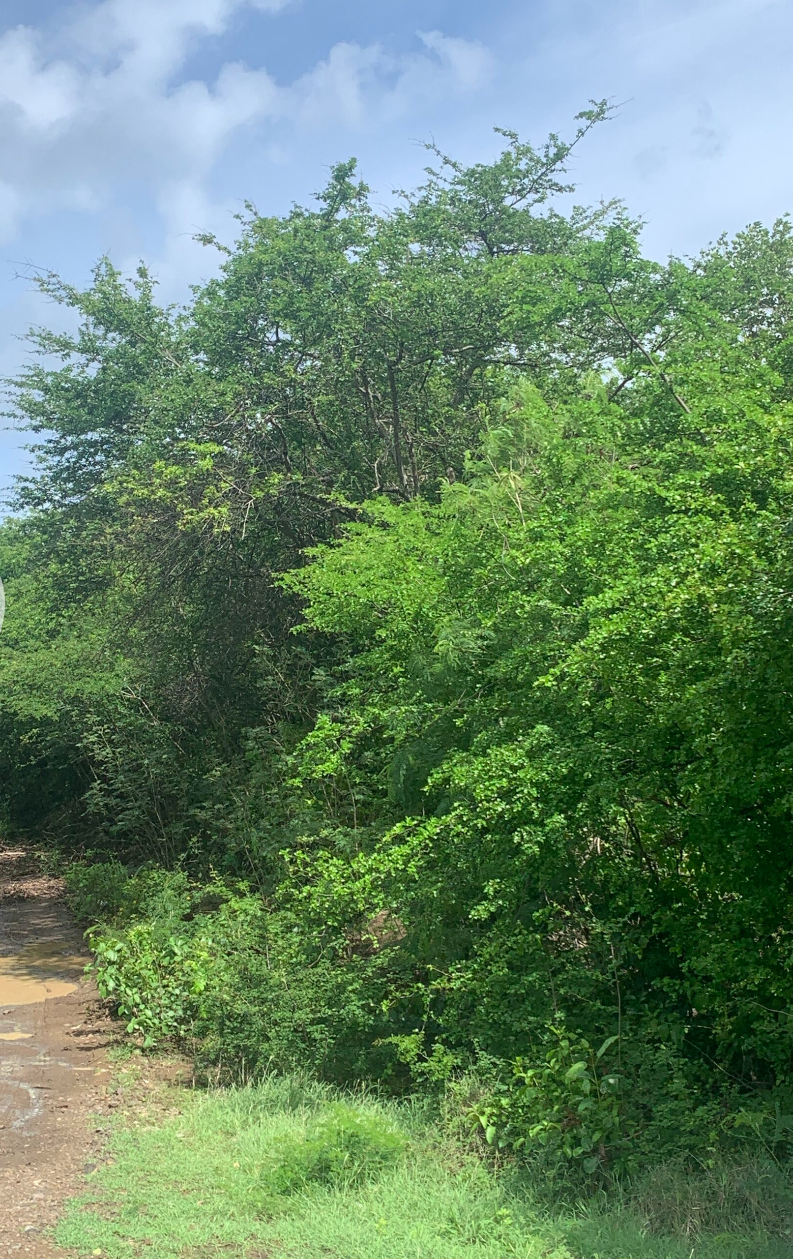 IMG_1538-1-scaled Land For Sale In Massade Belle Vue st lucia