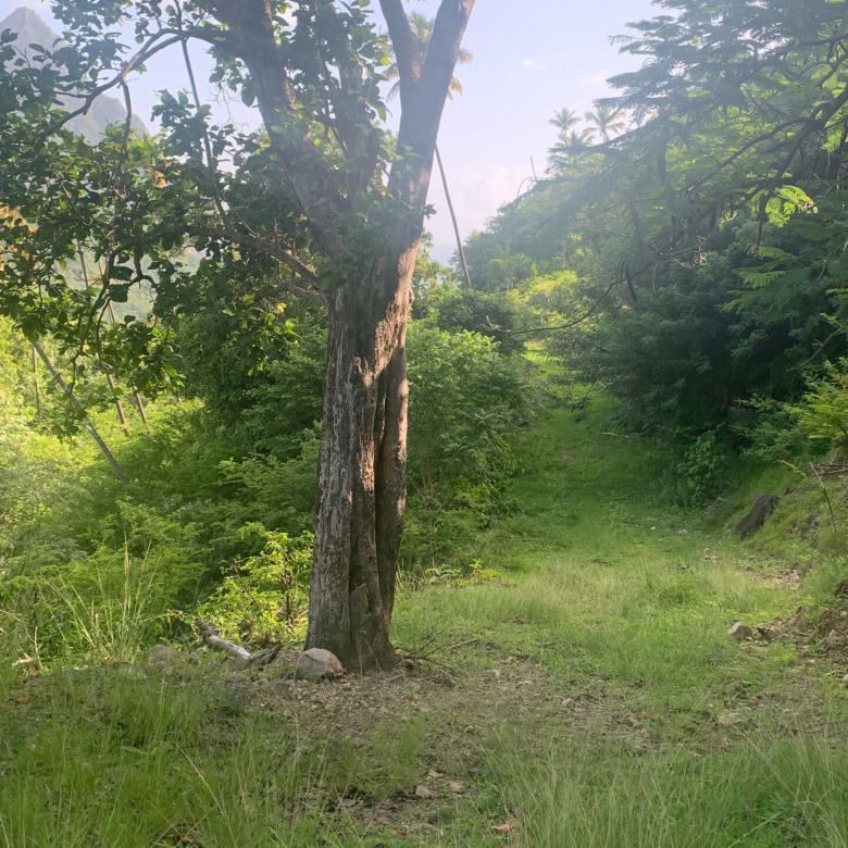 St lucia land for sale in soufriere piton tree