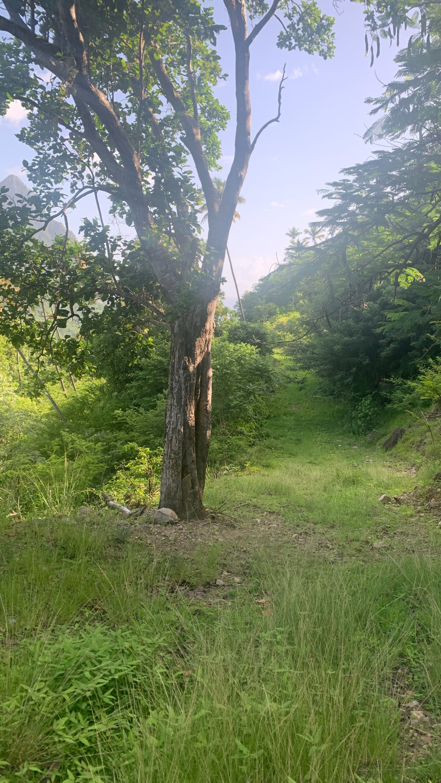 St lucia land for sale in soufriere piton tree