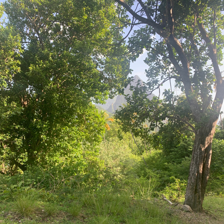 St lucia land for sale in soufriere piton trees
