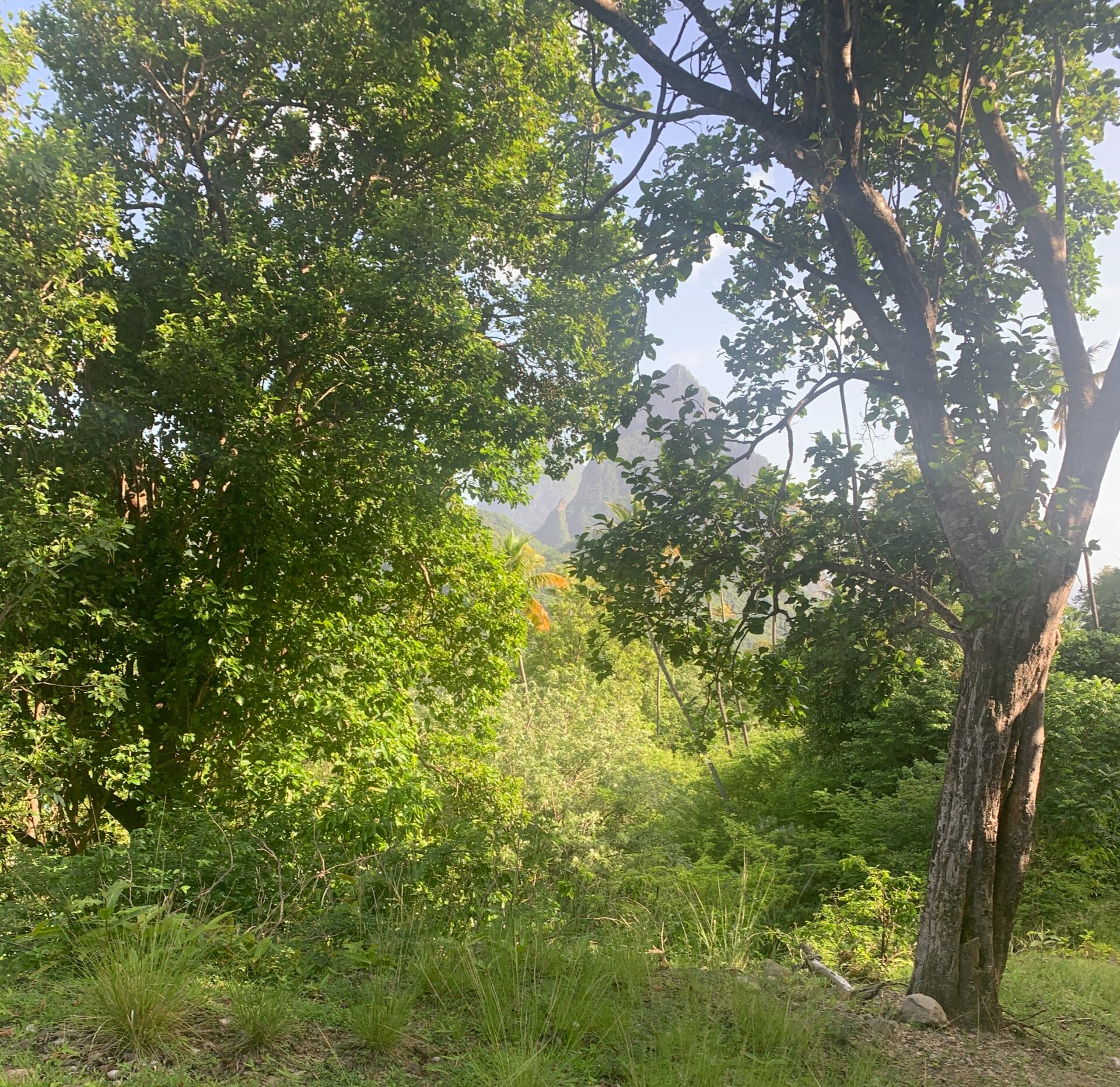 St lucia land for sale in soufriere piton trees