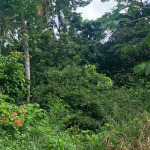 Land For Sale In Desrameaux Monchy