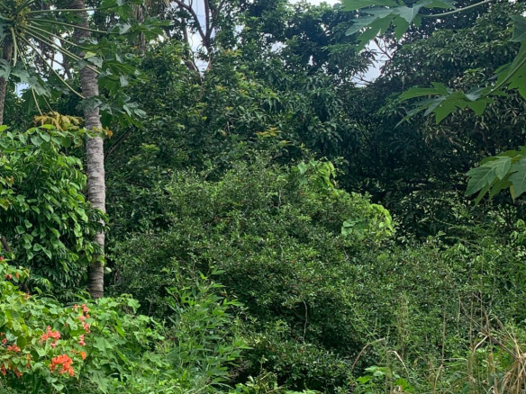 Land For Sale In Desrameaux Monchy