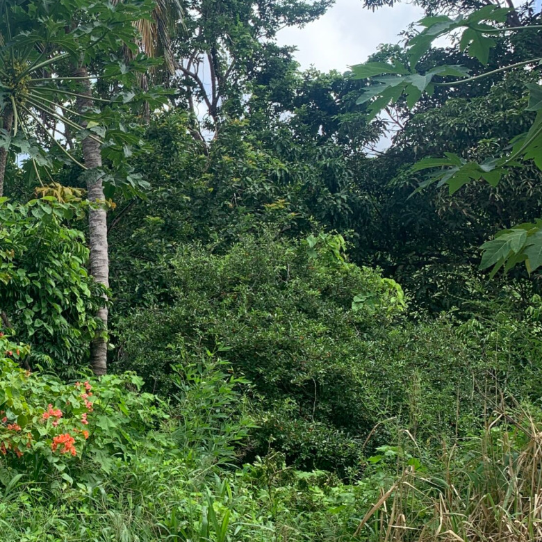 Land For Sale In Desrameaux Monchy