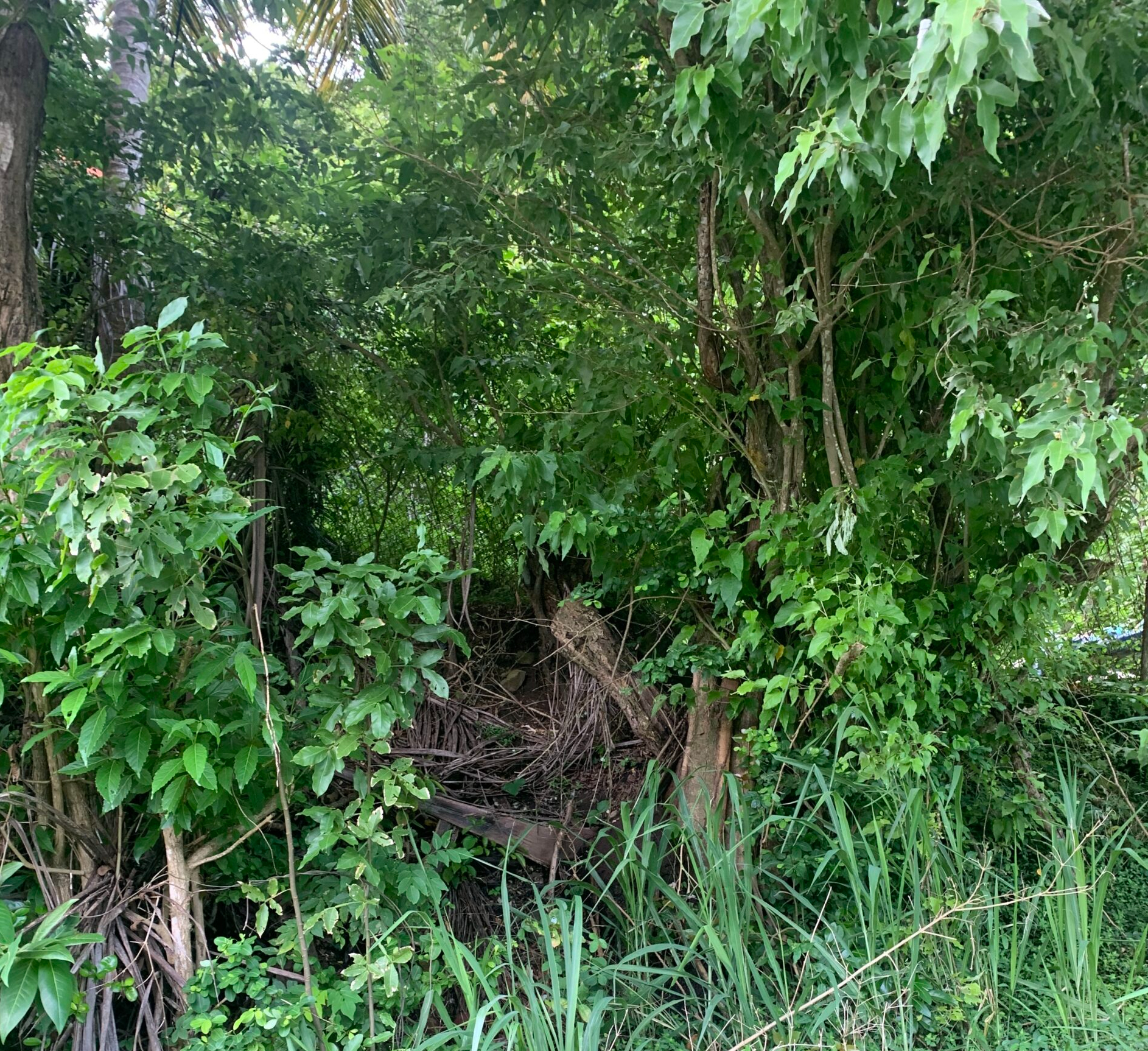 Desrameaux, Plateau, Saint Lucia