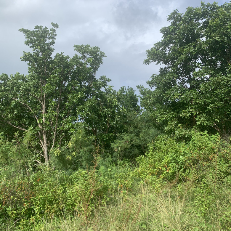 st lucia real estate Land For Sale In Monchy 12000 SF