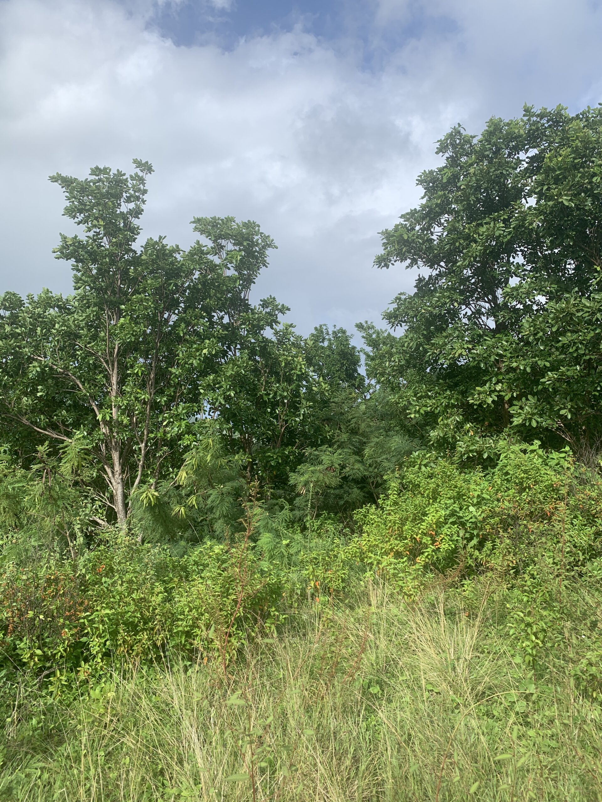 st lucia real estate Land For Sale In Monchy 12000 SF