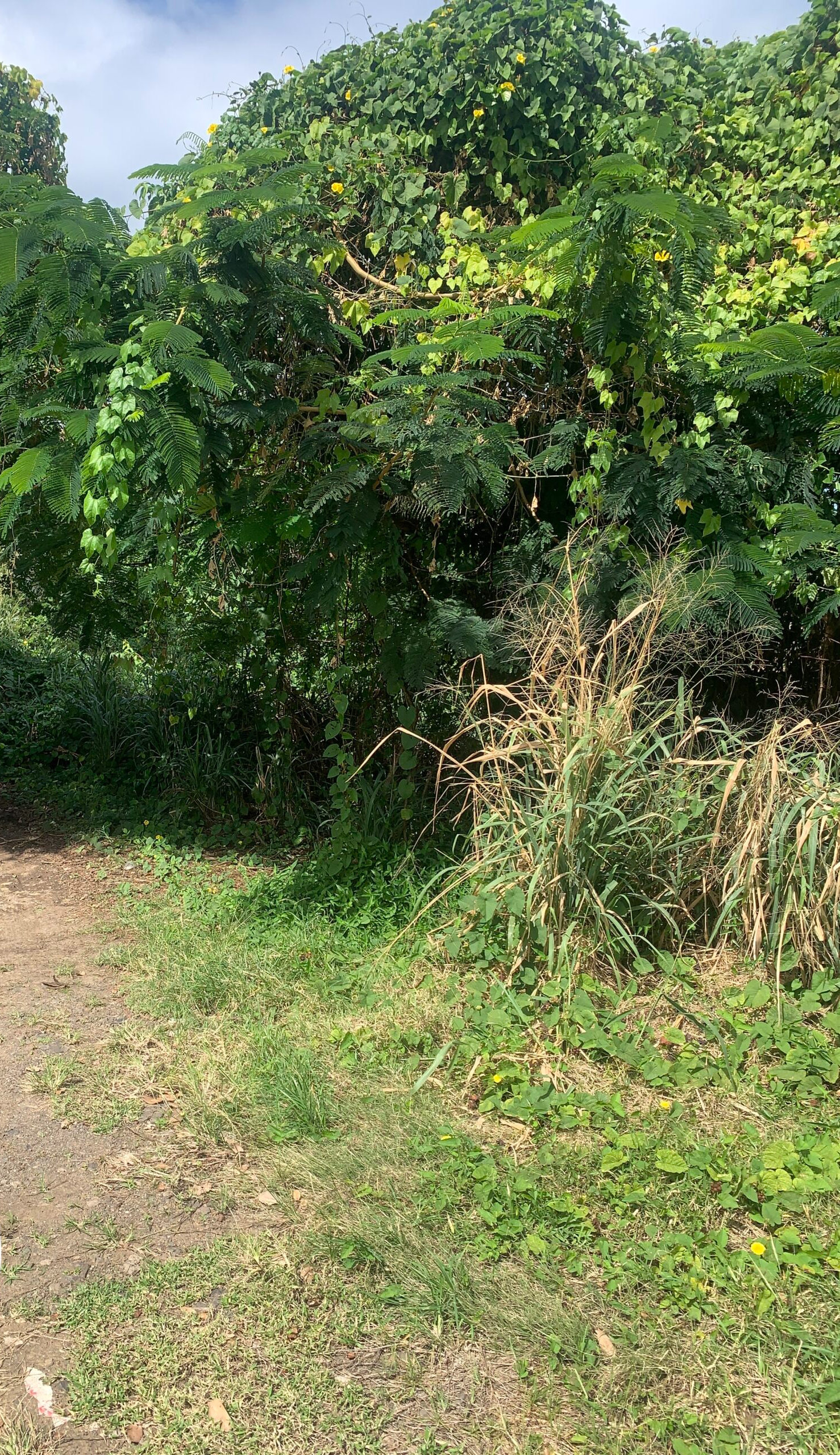 Land For Sale In Bonneterre 14401 SF st lucia real estate