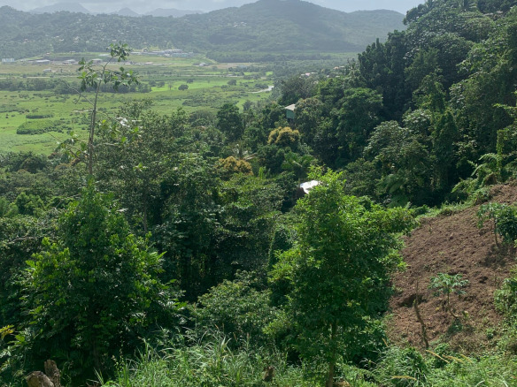Land For Sale In Ciceron 1.33 Acres Castries st lucia