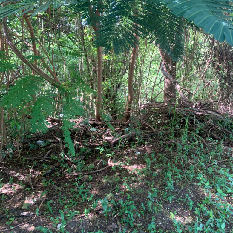 Land For Sale In Monchy 12000 SF shrubs