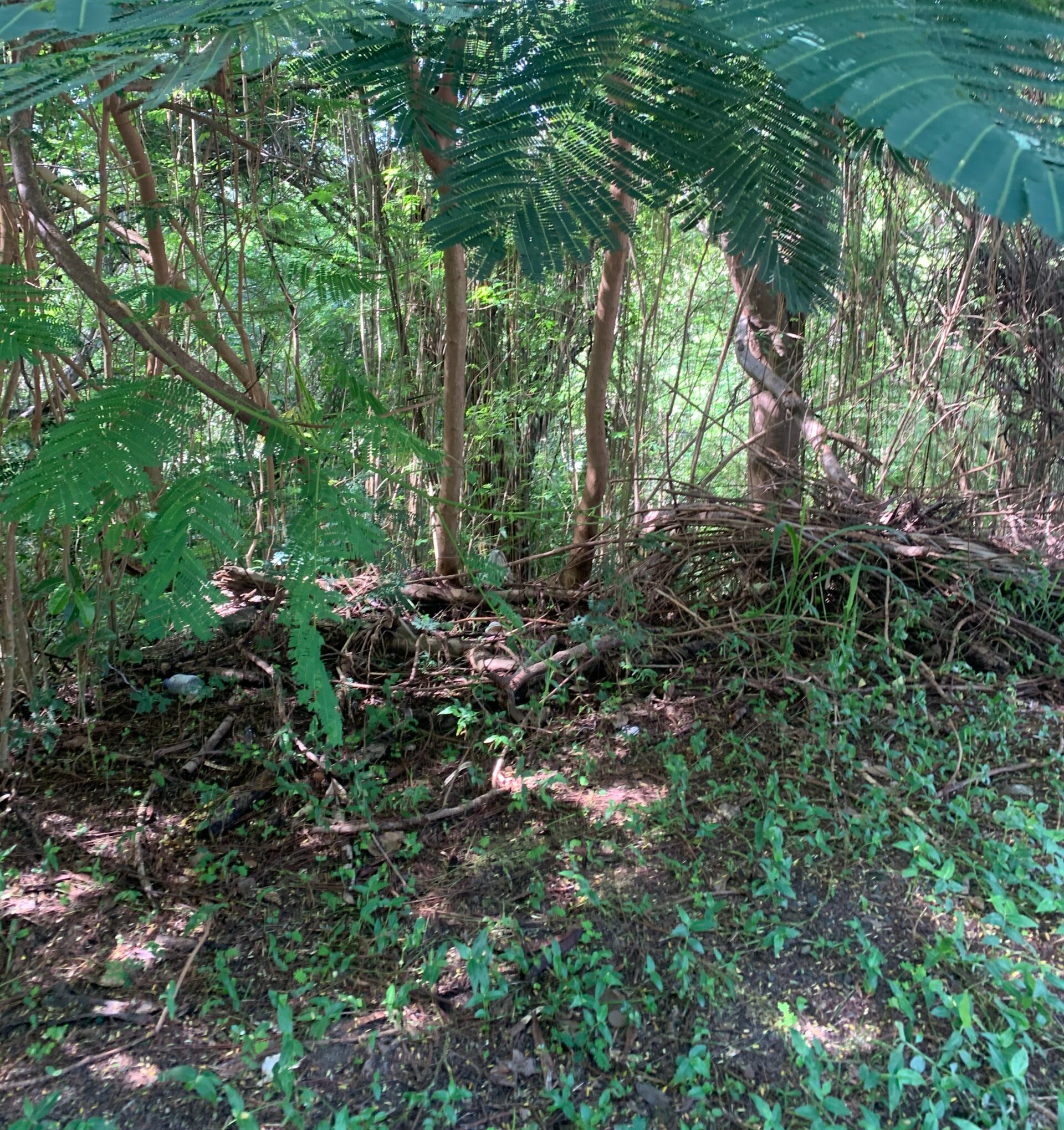 Land For Sale In Monchy 12000 SF shrubs