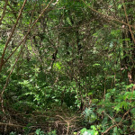 Land For Sale In Cap Estate 24000 SF st lucia real estate