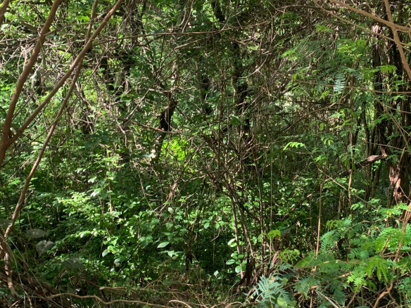 Land For Sale In Cap Estate 24000 SF st lucia real estate