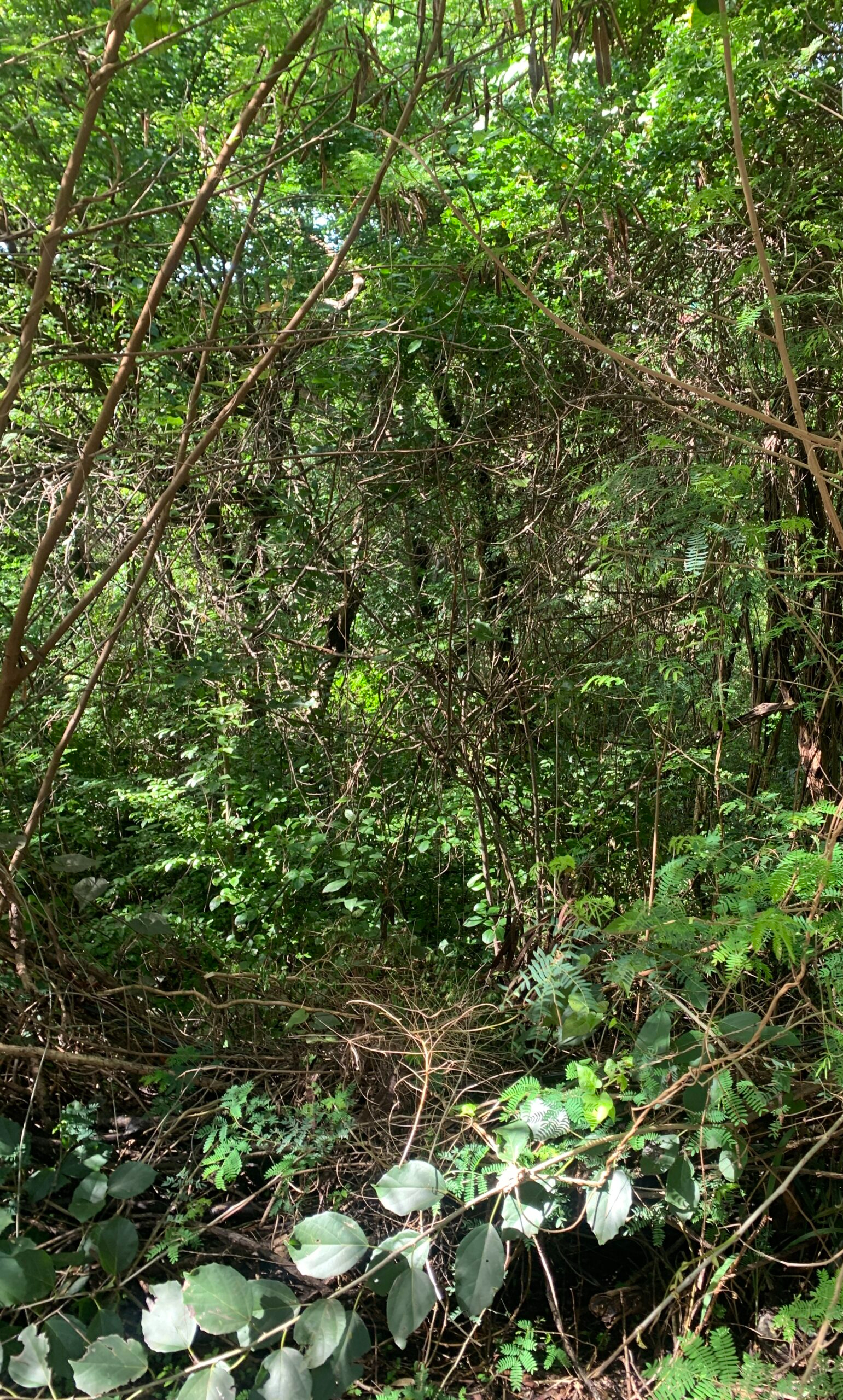 Land For Sale In Cap Estate 24000 SF st lucia real estate
