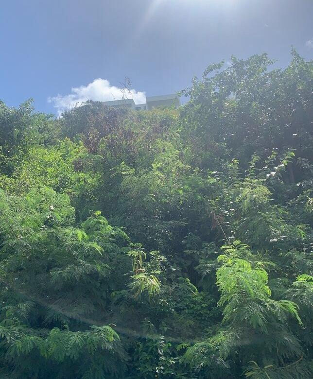 St Lucia ral estate Land For Sale In Cannelles trees