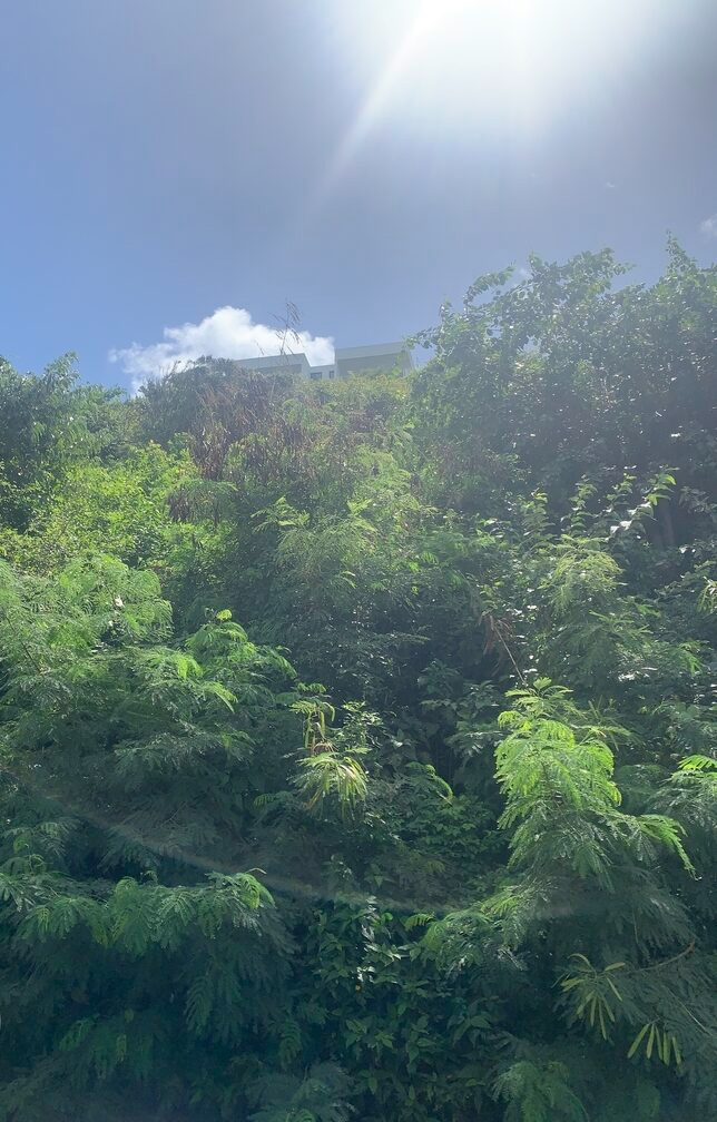 St Lucia ral estate Land For Sale In Cannelles trees
