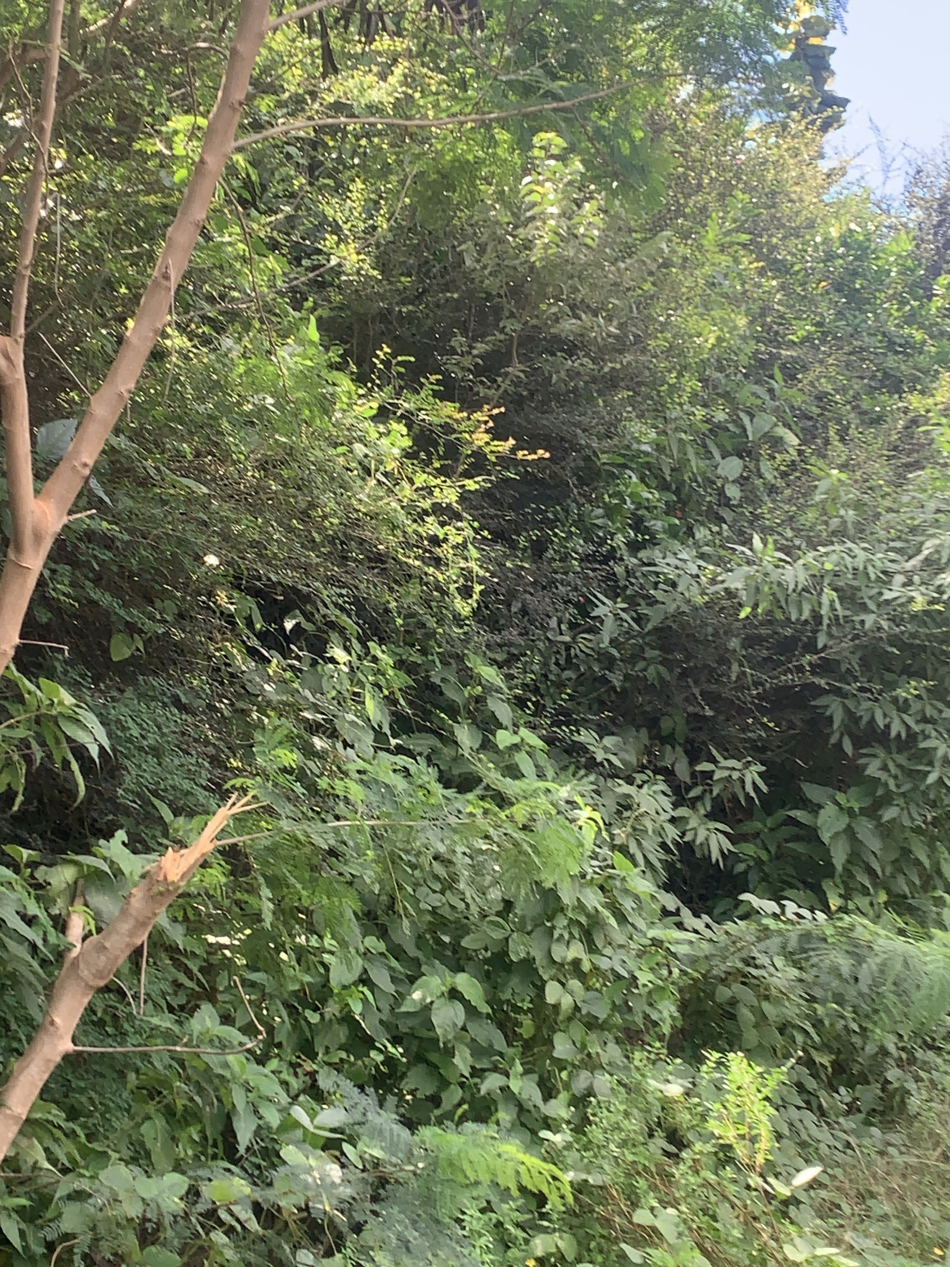 Land For Sale In South Hills Cap Estate