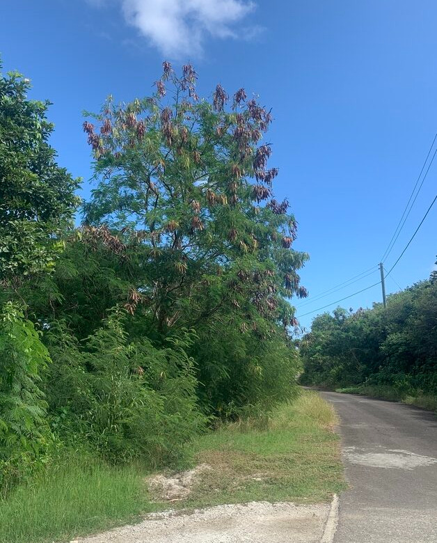 St Lucia ral estate Land For Sale In Cannelles road