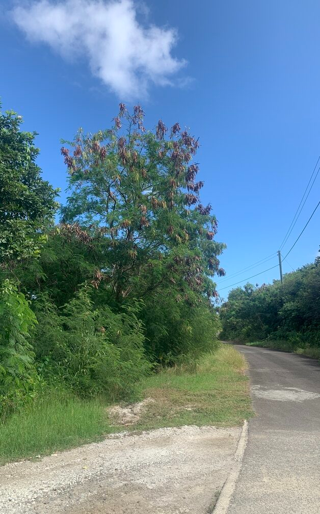 St Lucia ral estate Land For Sale In Cannelles road
