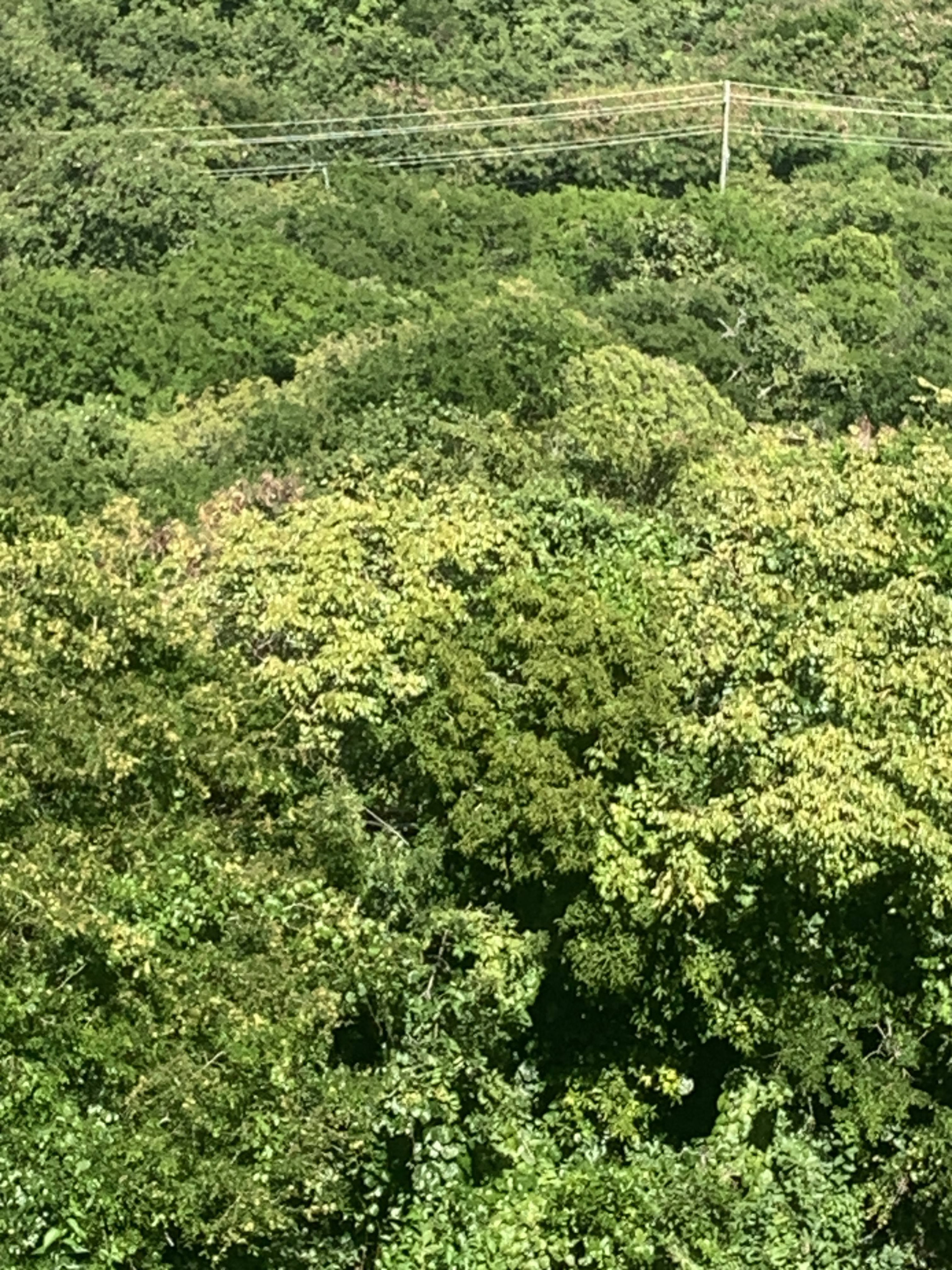 Land For Sale In South Hills Cap Estate