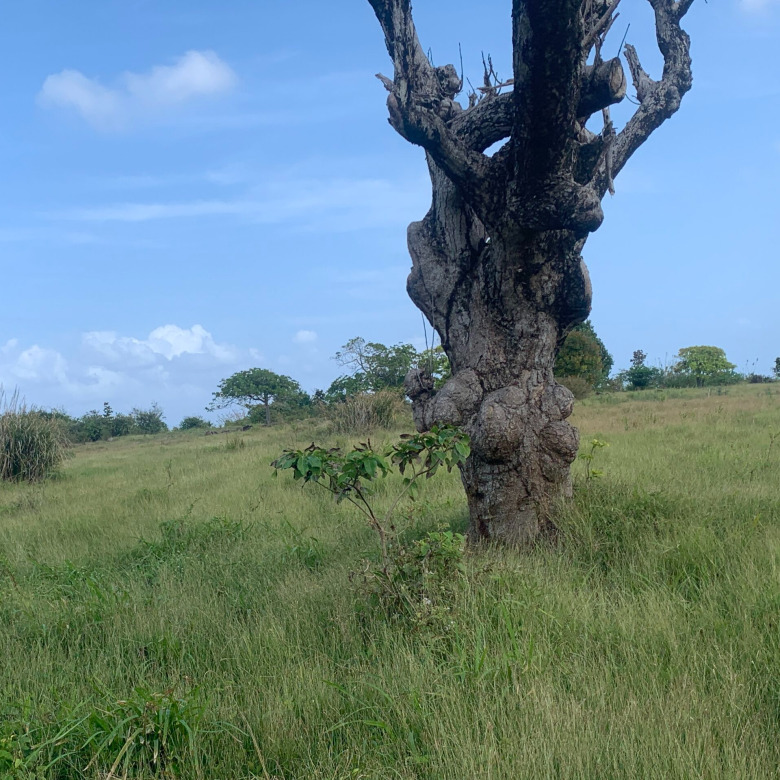 St Lucia ral estate Land For Sale In Cannelles