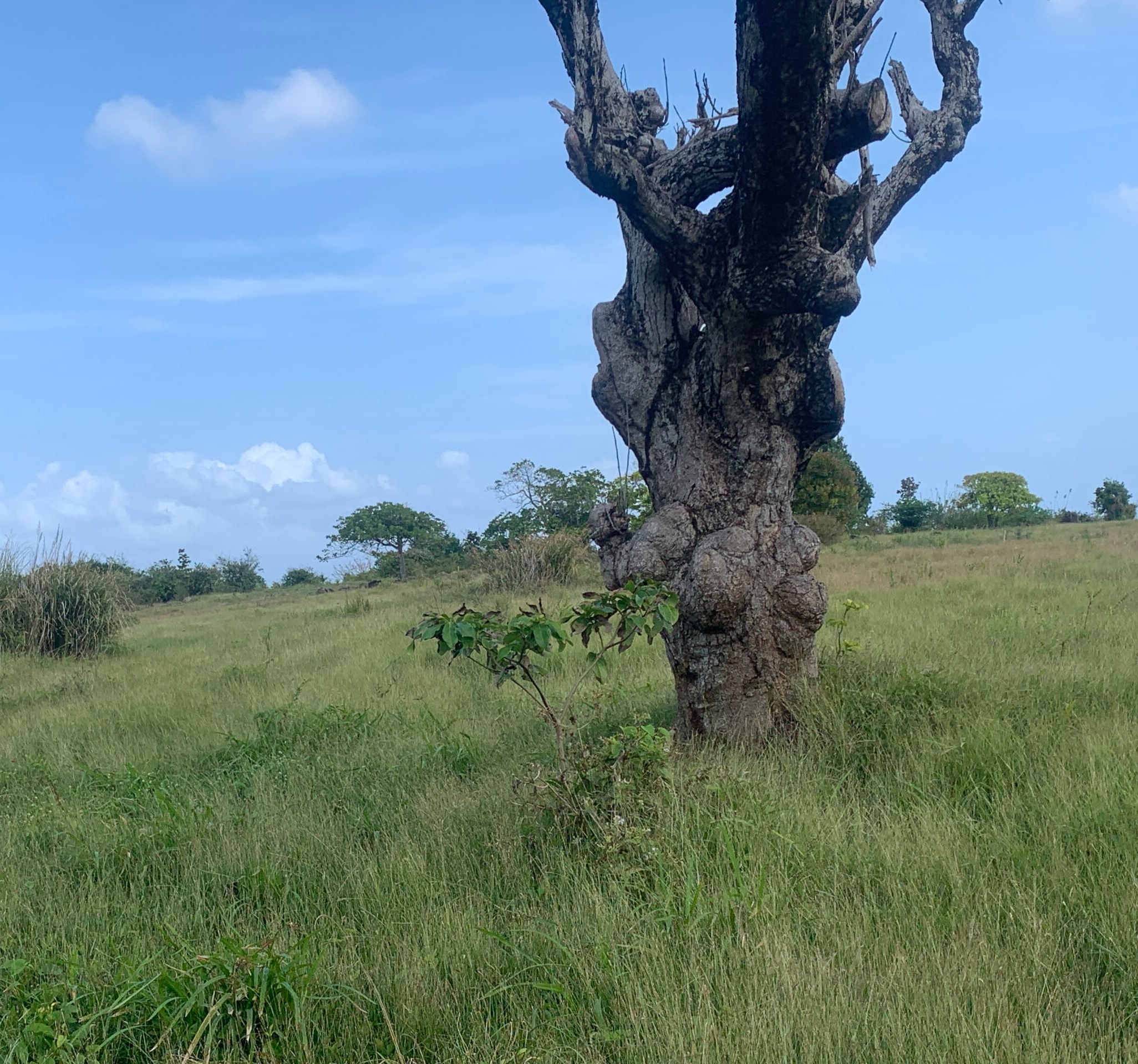 St Lucia ral estate Land For Sale In Cannelles
