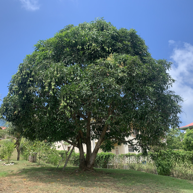 st lucia real estate - Three Bedroom House For sale in Beausejour mango tree