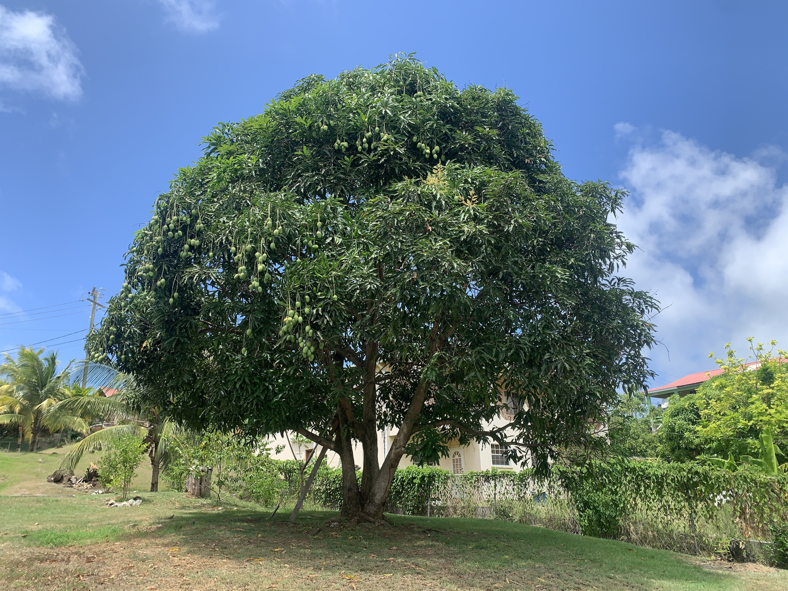 st lucia real estate - Three Bedroom House For sale in Beausejour mango tree