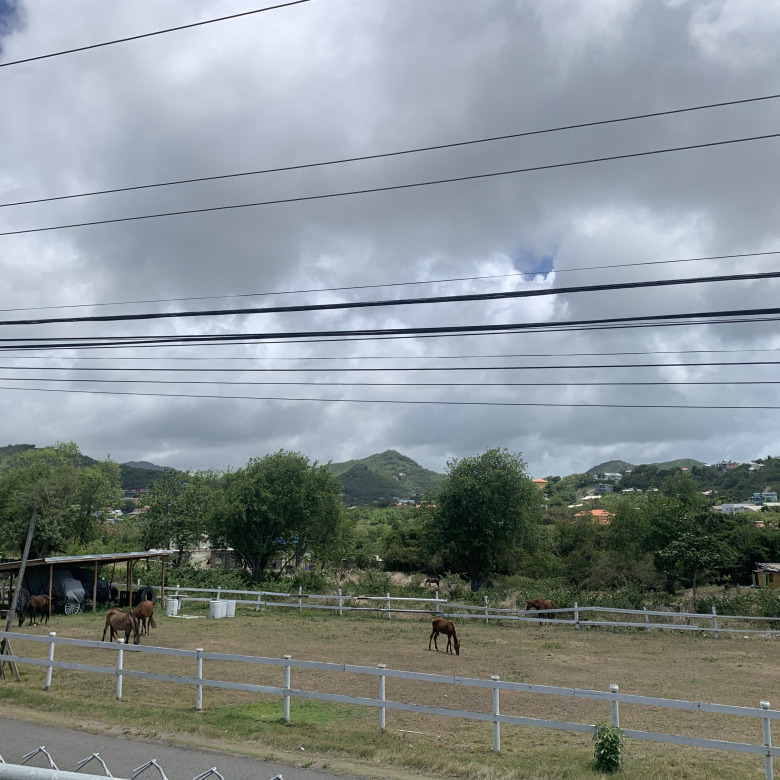 st lucia real estate - Three Bedroom House For sale in Beausejour horses