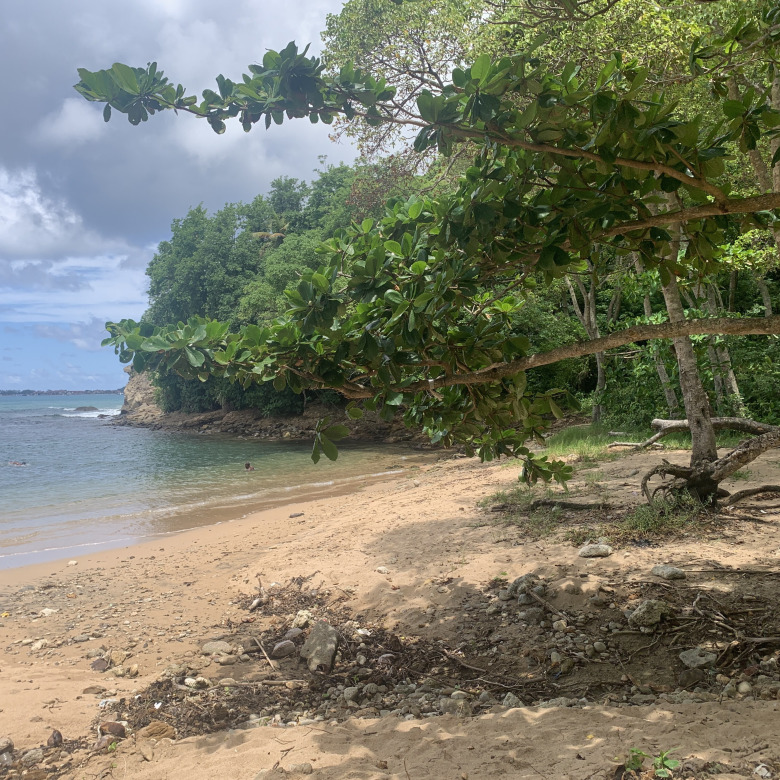 Beachfront Property For Sale In St. Lucia real estate plams