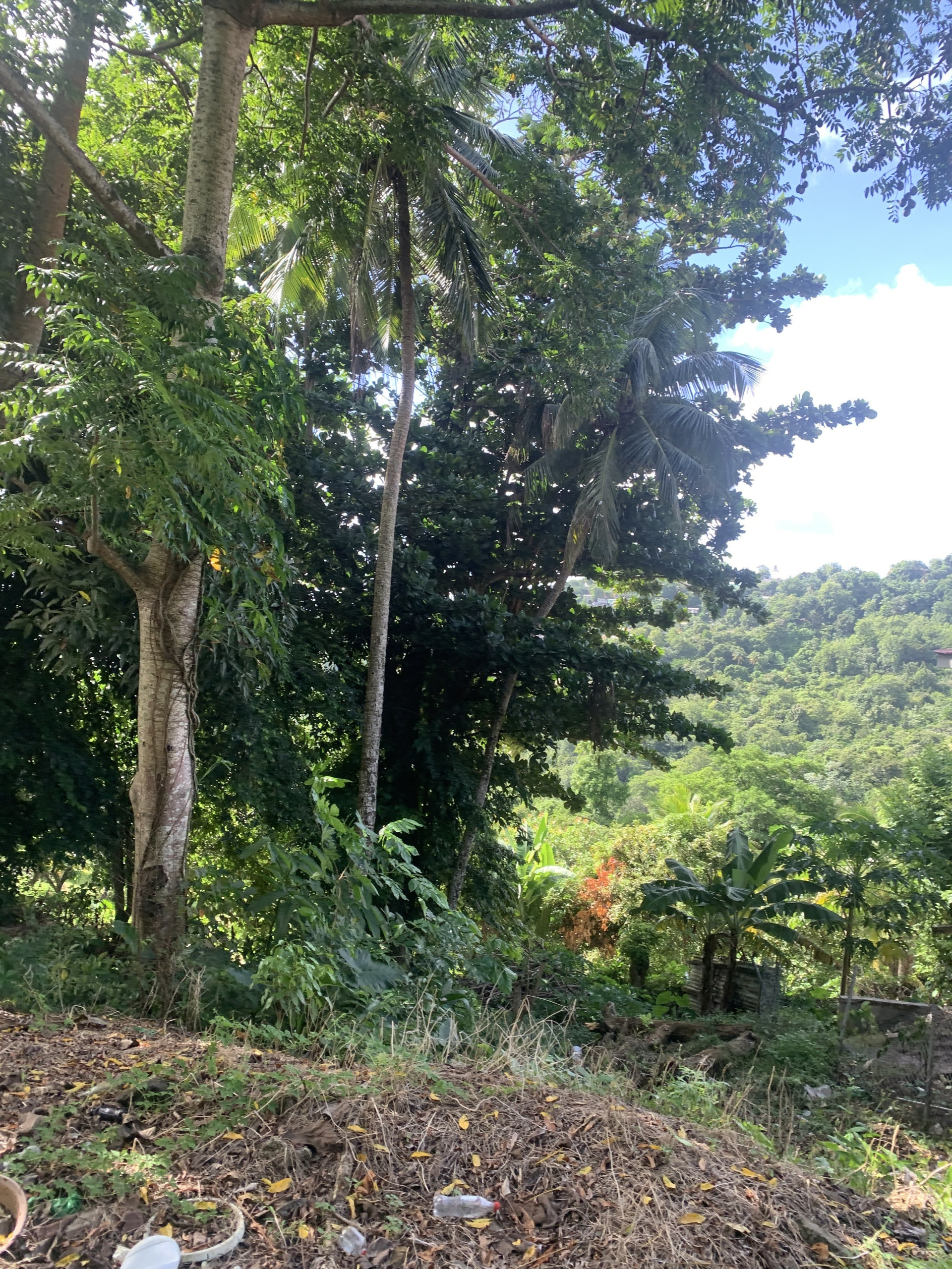IMG_6495 Property For Sale In Bocage Castries