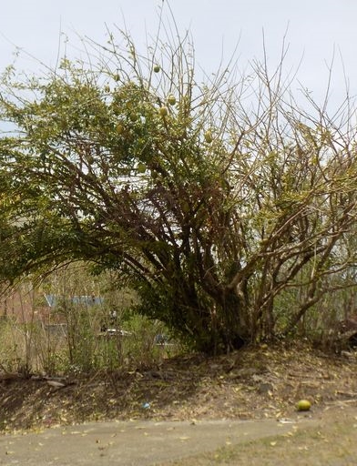st lucia real estate land for sale in monchy gros islet tress
