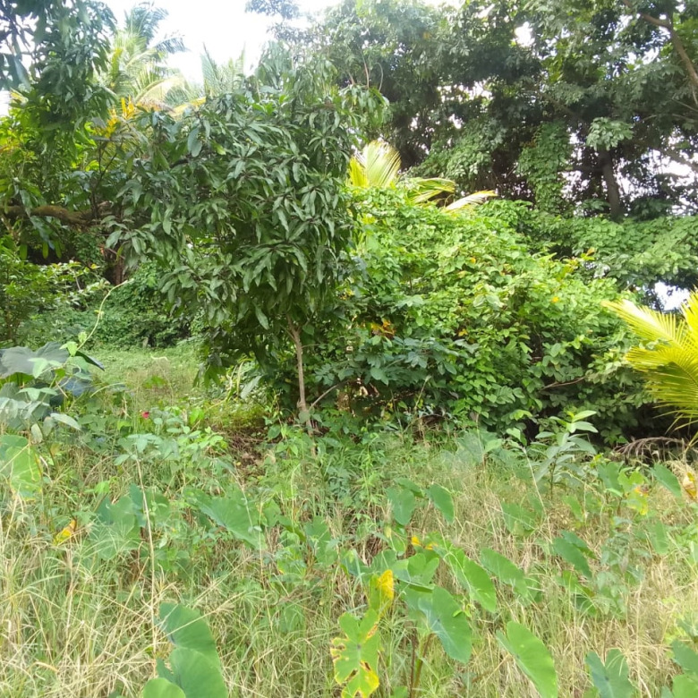 st lucia real estate Land For Sale In Vanard Castries