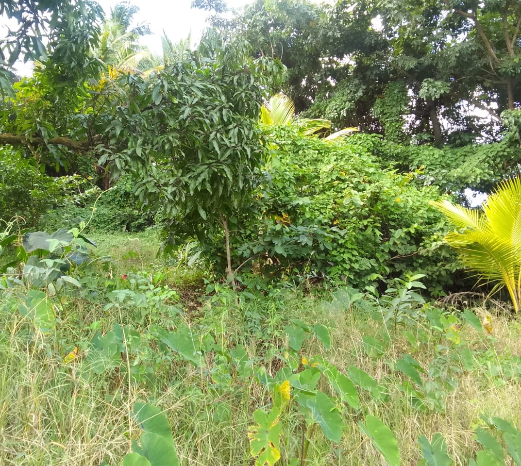 st lucia real estate Land For Sale In Vanard Castries