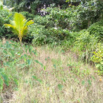 This Land For Sale In Vanard is located in the community of Vanard in Castries. Get away from it all with this property, enjoy quiet commun